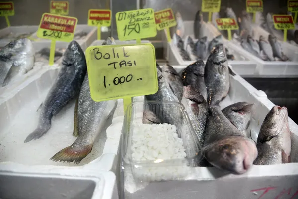 kilosu-1000-lira-karakulak-baliginin-basindaki-otolit-tasinin-halk-arasinda-bobrek-tasini-dusurdugune-inaniliy-1661929617884.jpg Kilosu 1000 lira! Karakulak balığının başındaki otolit taşının halk arasında böbrek taşını düşürdüğüne inanılıyor-6