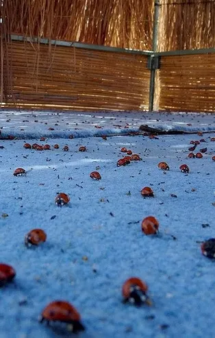 Saros Körfezi'nde uğur böceği istilası! Tatilcileri ısırıyorlar