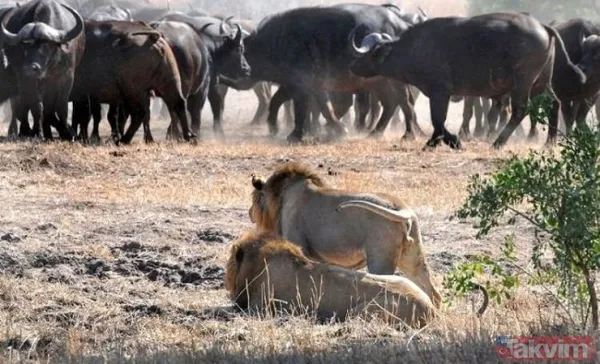 Ava giderken avlandı! Bir anda bufaloların arasında kalan aslanın zor anları (Aslan - Bufalo kavgası) - 21