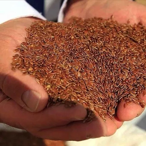 Astıma keten tohumu