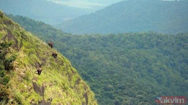 Yılan evcil köpeğe saldırdı! Dehşet dolu anlar... - 48