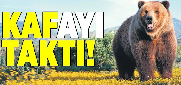 Kafayı taktı