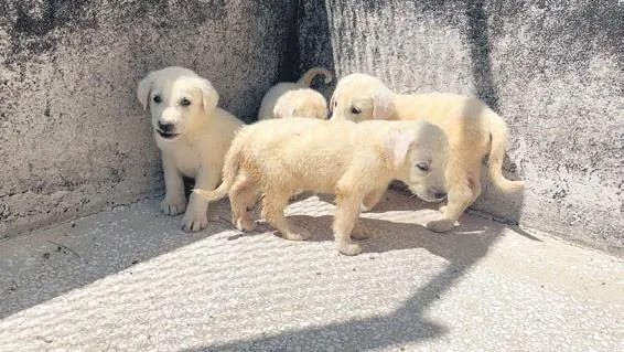 1692747311224.jpeg Antalya'da eş dehşeti! Genç kadın kendisini depoya kilitledi: Karısını 20 kez bıçaklayıp katletti-5