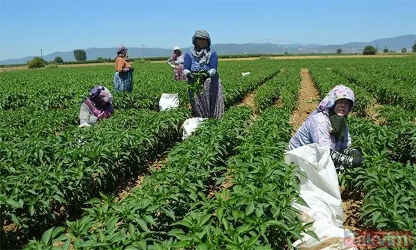 Çiftçiye mazot, yem ve gübre desteği! Tarım ve Orman Bakanı Vahit Kirişci açıkladı! Nasıl yararlanılacak? İşte detaylar... - 4