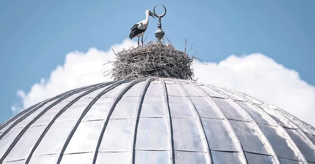 Leylek üçüncü denemede kurtarıldı