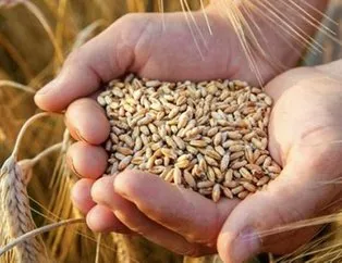 TMO buğday alım fiyatları 2022 belli oldu mu?