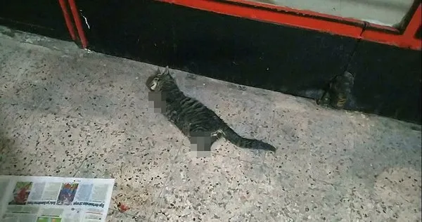 Son dakika: Kocaeli'de kan donduran olay! Kedinin 4 bacağı kesilerek...-1