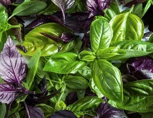 Migrenin çaresi fesleğen