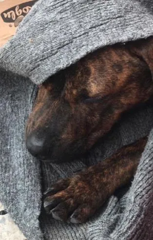 Sokak köpeğine cinsel saldırı iddiası