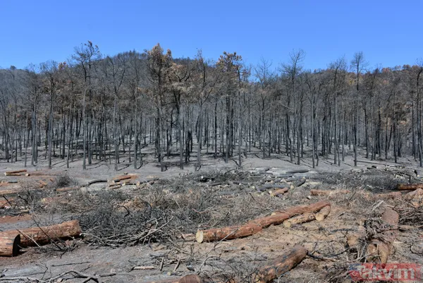 Yanan ormanlar ne olacak? Ağaçlandırma çalışması sonbaharda başlayacak - 12