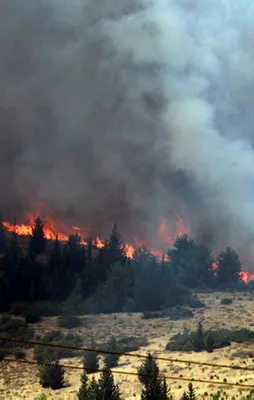Ormanlarımızı PKK yakıyor