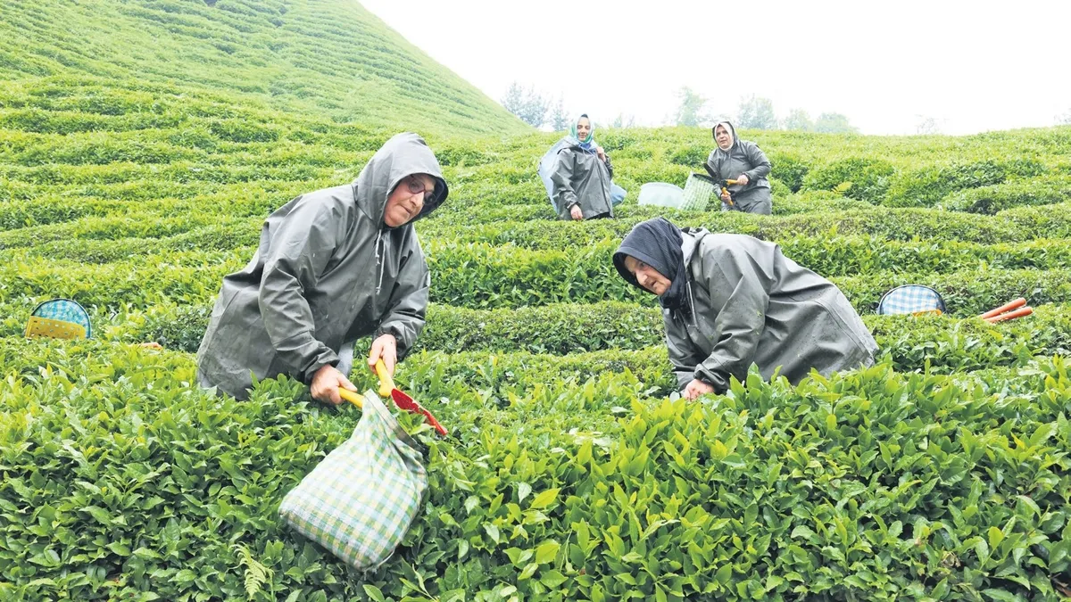 Rize'de yaş çay üretiminde yeni model: Migros alım güvencesi