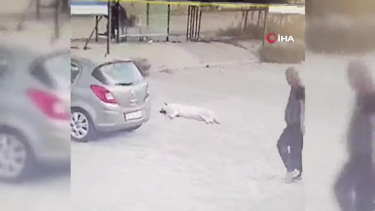 Yolda yatan köpeği ezen sürücü kamerada!