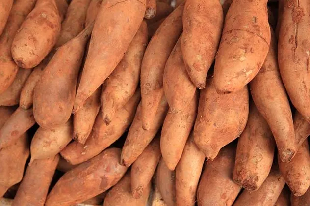 Yacon şurubu nedir? Yacon şurubunun faydaları nelerdir?