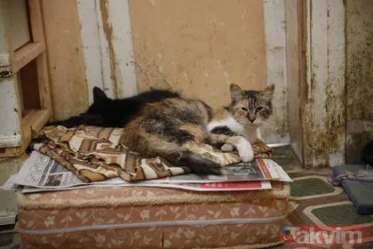Büyükada’da salgın! 4 ayda 700 kedi Feline Enfeksiyoz Peritonit FIP hastalığından öldü! Hayvanseverler CHP’li belediyeyi kayıt tutmadığı için suçladı