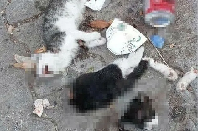 Giresun'da vahşet! Kedileri katlettiler