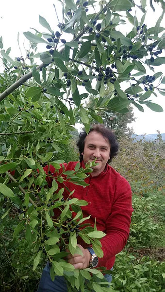 Ormandan topluyor 9 bin lira para kazanıyor-1