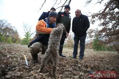 800 eurodan 12 bin lira yurt dışına satılıyor! Kırklareli’nde trüf mantarları özel eğitimli köpeklerle aranıyor