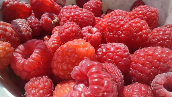 bursa-turkiyenin-ahududu-ihtiyacinin-yuzde-70ini-karsiliyor-kilosu-30-lira-1625035856442.jpg Bursa Türkiye'nin ahududu ihtiyacının yüzde 70'ini karşılıyor! Kilosu 30 lira-5