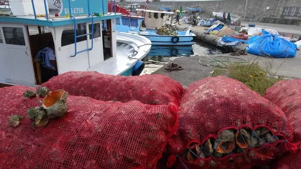 karadenizde-palamut-beklentiyi-karsilamadi-balikcilar-deniz-salyangozuna-yoneldi-1634542713673.jpg Karadeniz'de palamut beklentiyi karşılamadı! Balıkçılar deniz salyangozuna yöneldi-6