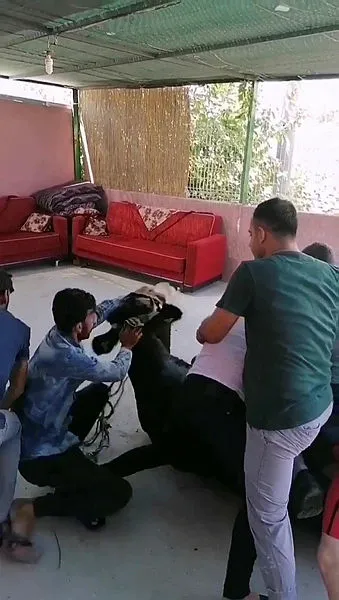 antalyada-firari-danalar-trafige-karisirken-bir-tanesi-acemi-kasabi-betona-firlatti-1596209788606.jpg Antalya’da firari danalar trafiğe karışırken bir tanesi acemi kasabı betona fırlattı-5