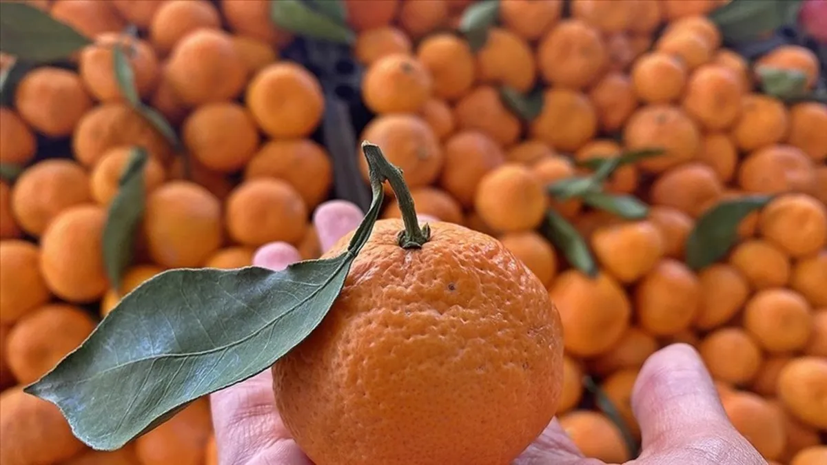 Mandalina kemik erimesine karşı