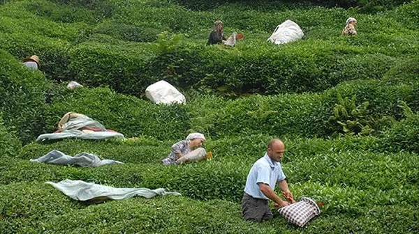 Çay budama paraları ne zaman, hangi tarihte yatacak? 2020 çay budama paraları yattı mı?-4