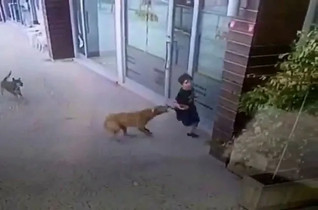 Küçük çocuk dehşeti yaşadı! Bir anda neye uğradığını şaşırdı