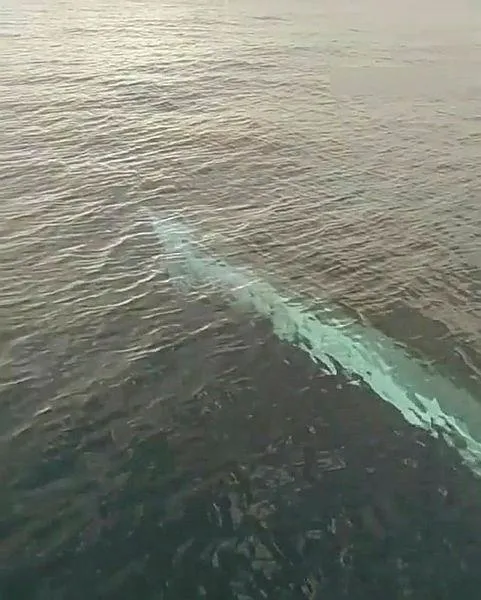 tam-15-metre-akdenizde-balikcilar-oluklu-balinayi-kayda-aldi-1612821585004.jpeg Tam 15 metre! Akdeniz'de balıkçılar oluklu balinayı kayda aldı-2