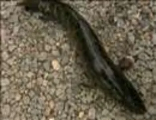 Ağaca tırmanan balık; Fishzilla