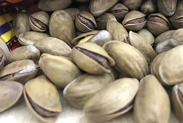 Fıstık gibi akciğer