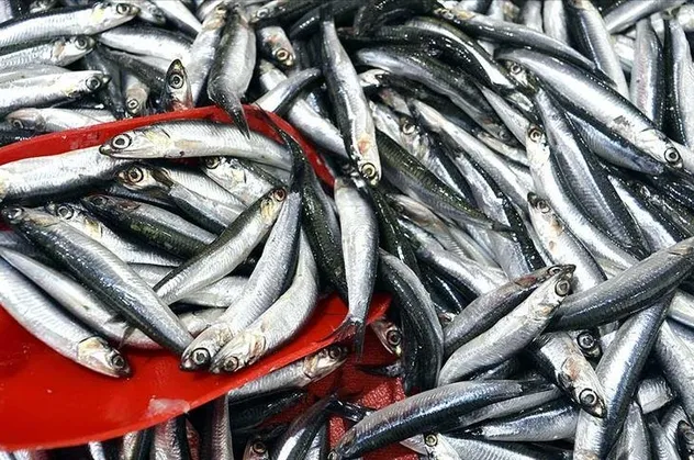Balıkçılar 1 Eylül'de ‘vira bismillah’ diyecek! Yeni sezonda palamut bolluğu bekleniyor