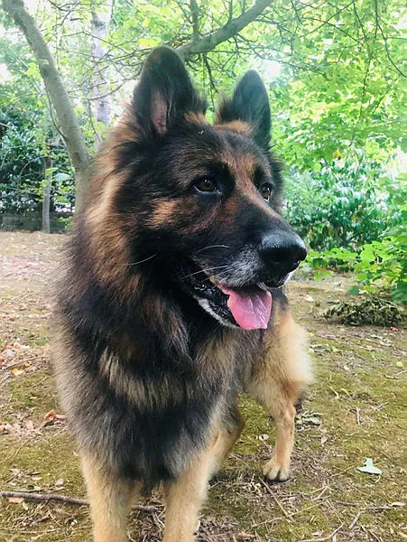 istanbulda-esini-isiran-kopegi-silahla-vurarak-oldurdu-1595704272362.jpg İstanbul'da eşini ısıran köpeği silahla vurarak öldüren adam gözaltına alındı-3