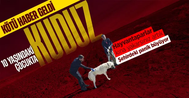 SON DAKİKA: Bitlis Adilcevaz'da köpek tarafından ısırılan 10 yaşındaki çocukta kuduz tespit edildi