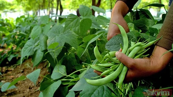 Pişirme: Geniş Bir Tencerede Zeytinyağının Yarısını Isıtın. Soğanları Ekleyip Pembeleşene Kadar Kavurun. Ardından Sarımsakları İlave Edin Ve Birkaç Dakika Daha...