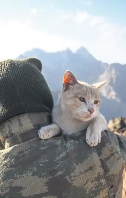 'Pisi'kolojik destek