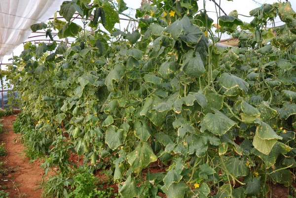 Rusya Ukrayna savaşı meyve-sebze ihracatını durdurdu! Fiyatlar düştü: Hıyarın foyası ortaya çıktı