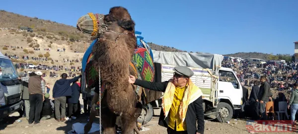 Son anda kurtuldular! Manisa'da deve güreşlerinde ezilme tehlikesi - 39