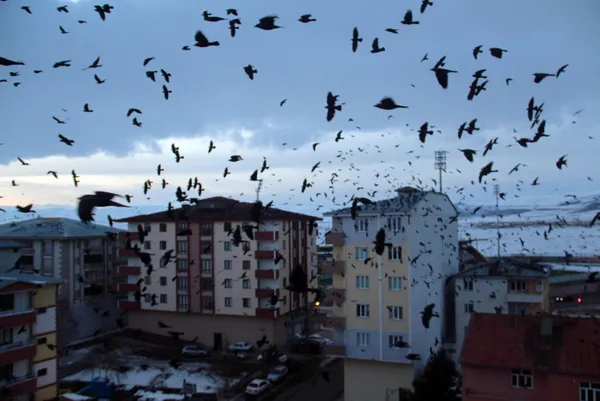 sehri-istila-ettiler-ardahanda-kargalar-korku-filmlerini-aratmiyor-1612940885846.jpg Şehri istila ettiler! Ardahan'da kargalar korku filmlerini aratmıyor-7