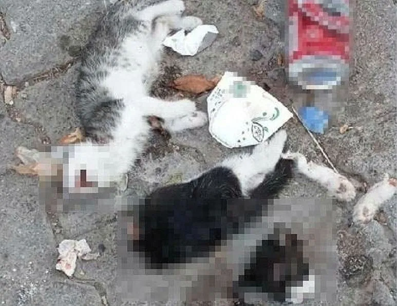 Kedileri katlettiler!