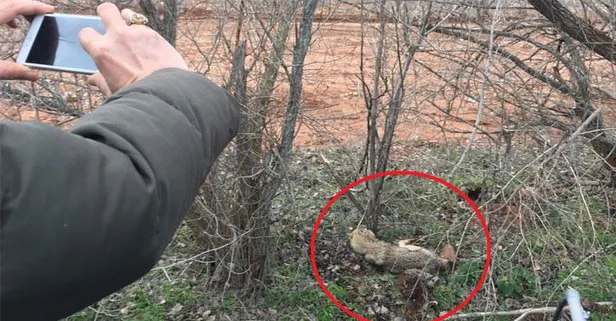 Yer: Çankırı... Kimse yanına yaklaşamadı!