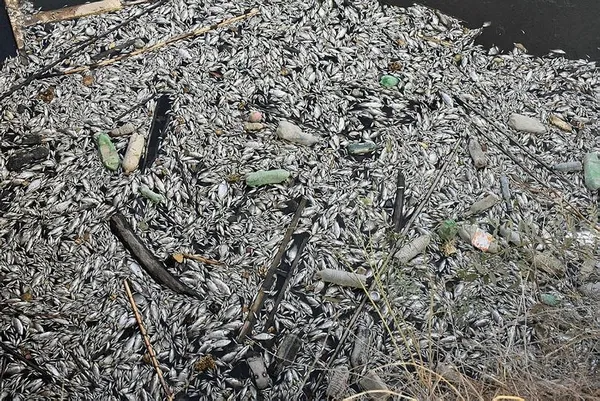 Aydın'da korkunç görüntü! Sulama kanalındaki toplu balık ölümleri kenti ayağa kaldırdı-2