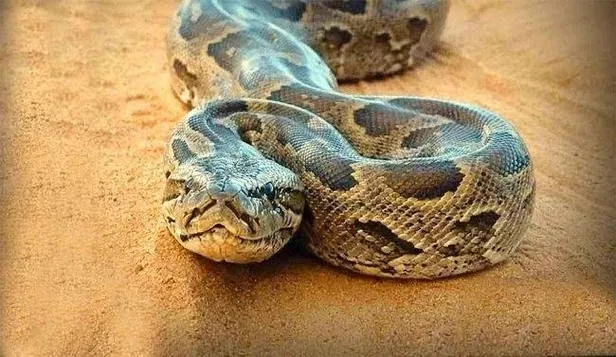 tam-47-milyon-yillik-bilim-insanlarindan-inanilmaz-kesif-dunya-tarihinin-en-eski-piton-yilaninin-kalintilari-1608133880495.jpeg Tam 47 milyon yıllık! Bilim insanlarından inanılmaz keşif! Dünya tarihinin en eski piton yılanının kalıntıları...-7