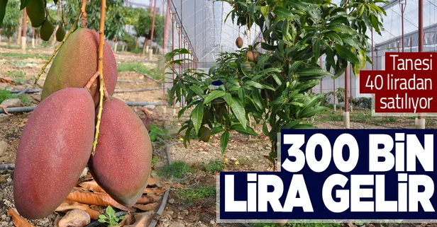 Tanesi 40 lira! Antalya Gazipaşa'da 42 tür tropikal meyvenin üretim alanı 2 kat arttı