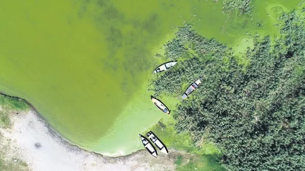 Erzincan'da posta güvercini yarışı yapıldı: 14 saatte bin 10 kilometre uçtu (Yaşam haberleri)-1