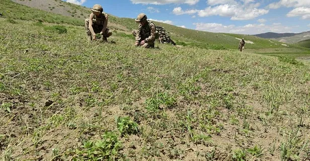 Son dakika: Hakkari'de terör operasyonu: 10 bin kök Hint keneviri ve çok sayıda mühimmat ele geçirildi