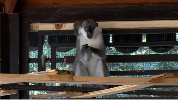 aslanlarin-kukremesi-nedeniyle-hayvanat-bahcesinden-kacan-maymun-yakalandi-1630323775076.jpg Aslanların kükremesi nedeniyle hayvanat bahçesinden kaçan maymun yakalandı-2