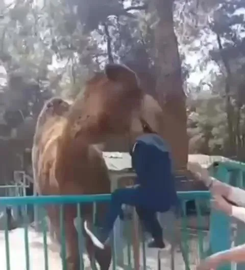 denizlide-hayvanat-bahcesinde-korkutan-goruntuler-deve-kucuk-cocuga-dehseti-yasatti-1682347961475.jpeg
