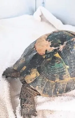 Yeni kabuğuna kavuştu