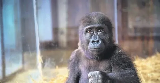 İstanbul Havalimanı’nda bulunan yavru goril Zeytin, Nijerya’ya gönderiliyor